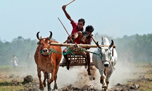 bullock cart race, rural sports of bangladesh