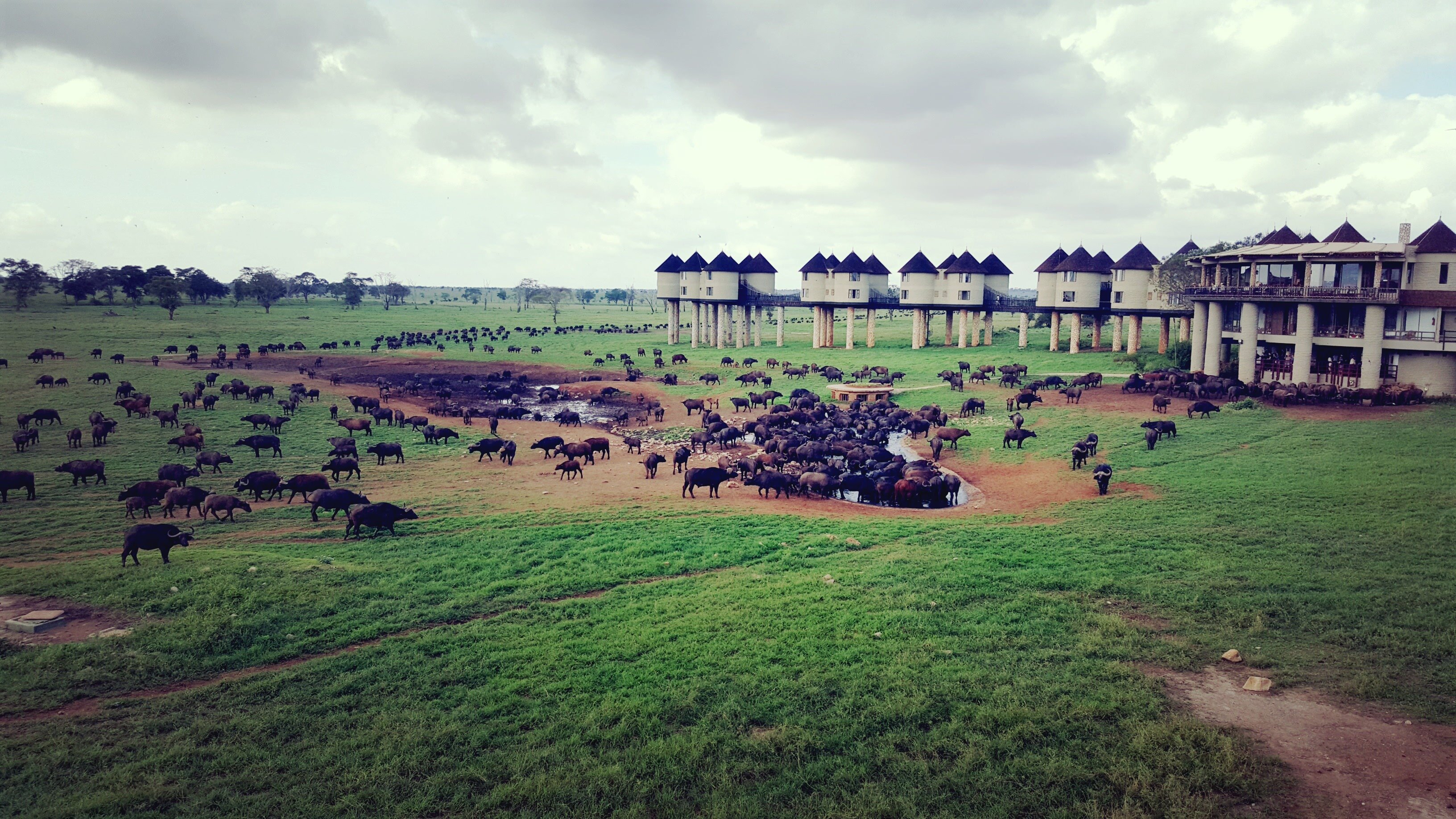 Salt lick lodge