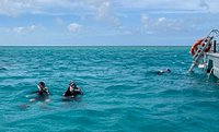 great barrier reef luxury snorkel and dive cruise from cairns