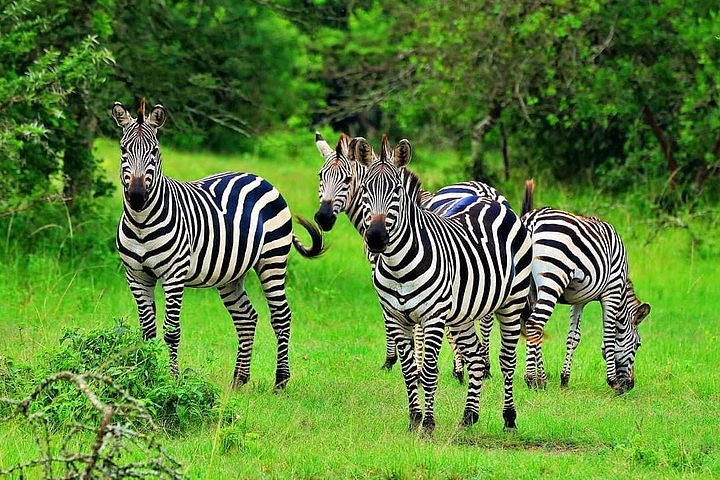 Rada Safaris image