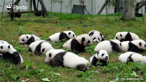 2023年 中国保护大熊猫研究中心 - 行く前に！見どころをチェック