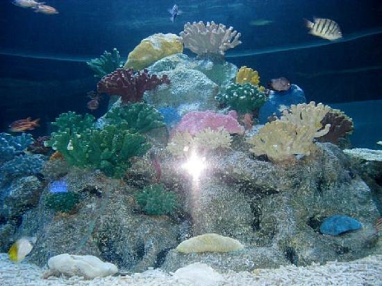 Beihai Underwater World image