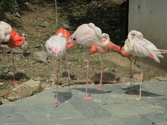 Wenzhou Zoo image