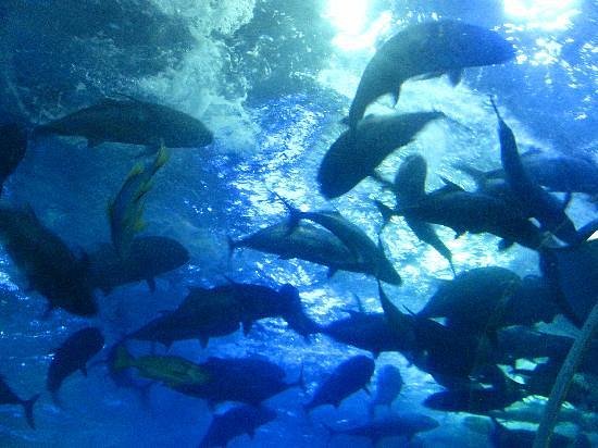 Qingdao Underwater World image