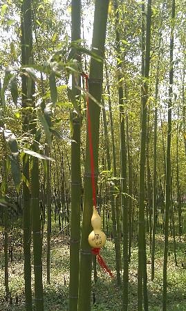Anji Bamboo Museum Garden image