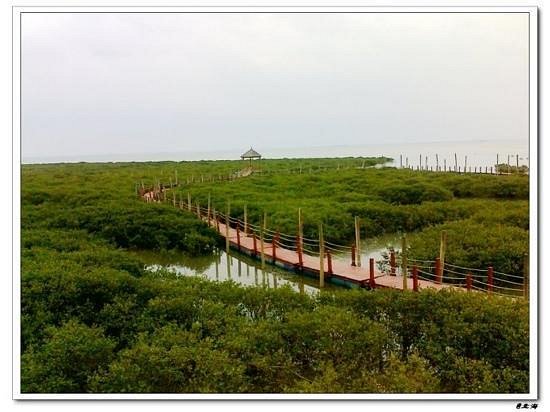 Shankou Mangrove Ecological National Nature Reserve image