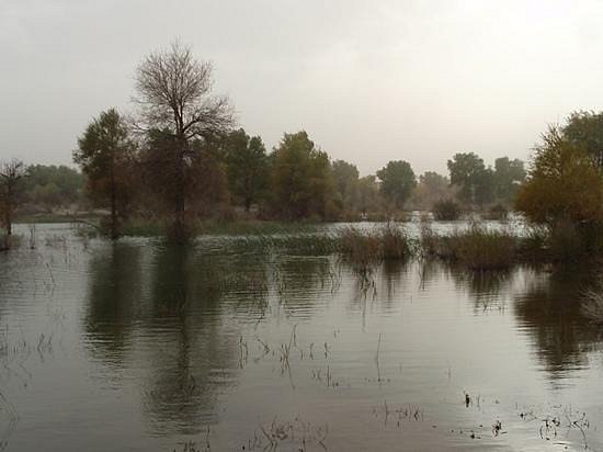 Tarim River Wetlands image