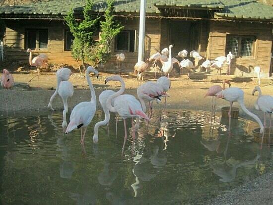 Urumqi Zoo image