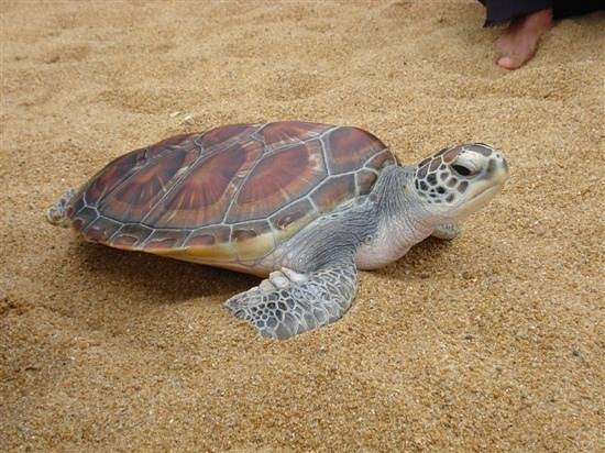 Sea Turtles 911 image
