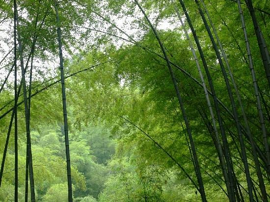 Changning Bamboo Forest Natural Reserve image
