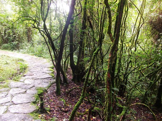 Mt. Ailao Natiaonal Natural Reserve image