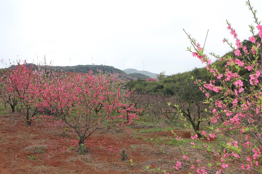 Peach Garden of Daling Mountain image