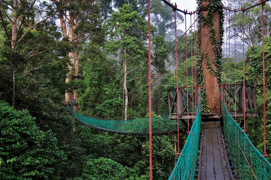 Danum Valley Conservation Area image