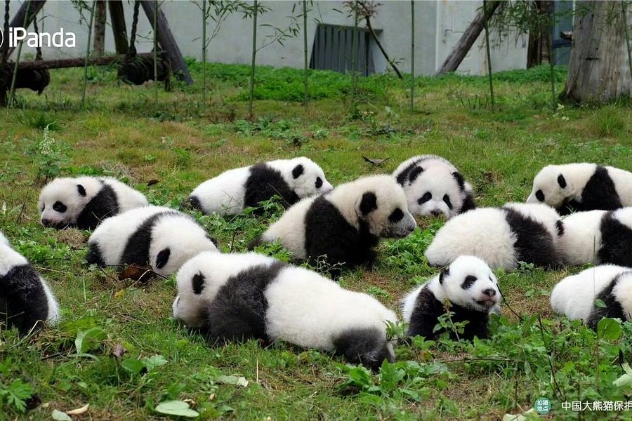 China Conservation and Research Center for the Giant Panda image