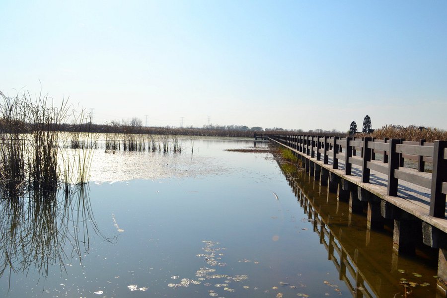 Hangzhou Bay Marsh image