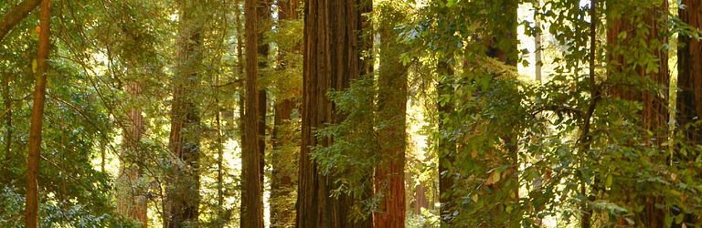 Henry Cowell Redwoods State Park image
