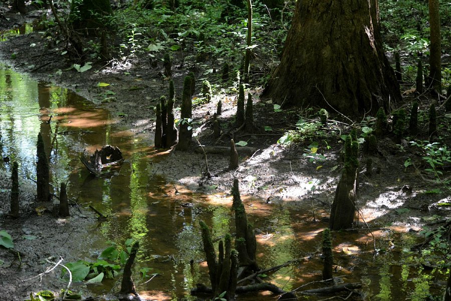 Cypress Grove Nature Park image