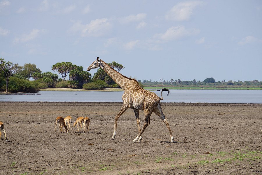 Selous Game Reserve image