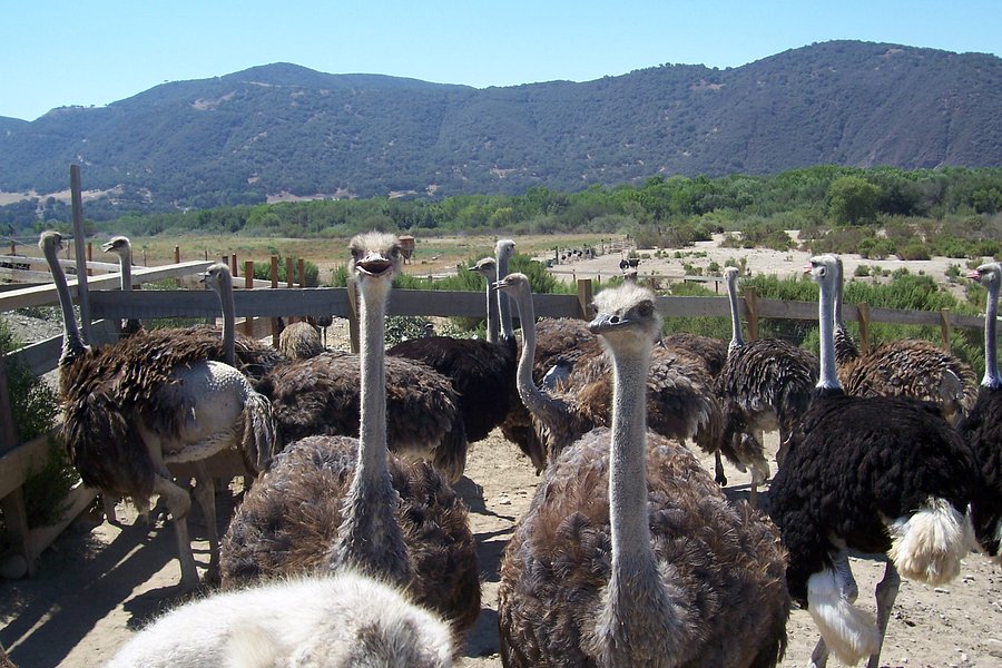 Ostrich Land image