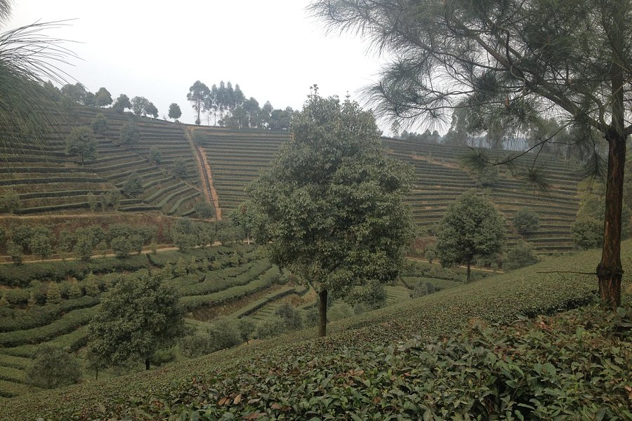 Jiajiang Tianfu Tea Plantation image