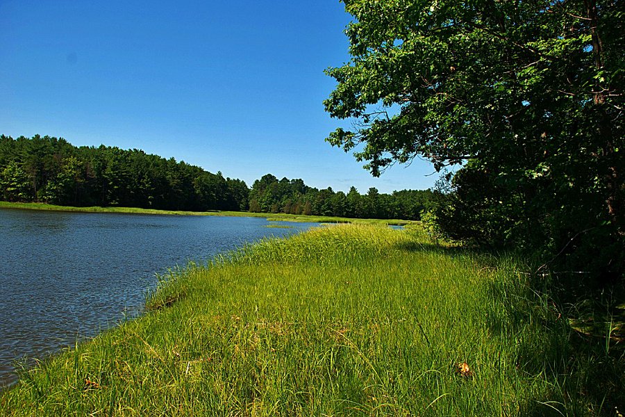 Bellamy River Wildlife Management Area image