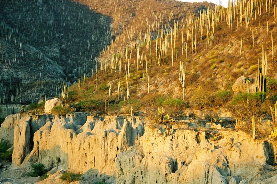 Tehuacan-Cuicatlan Biosphere Reserve image
