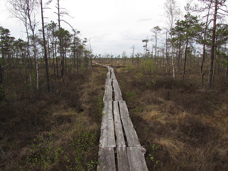Wetland Pathway Dunika image