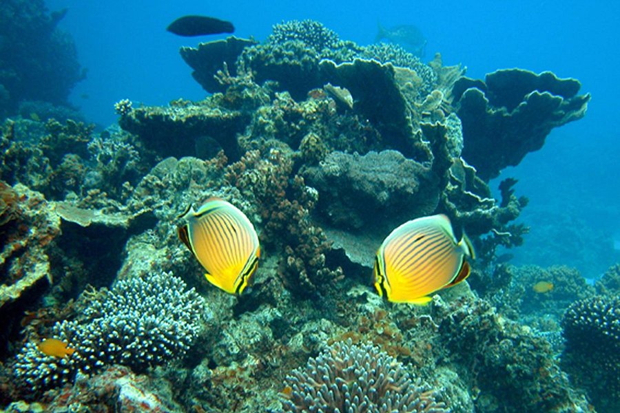 Mackerel Islands image