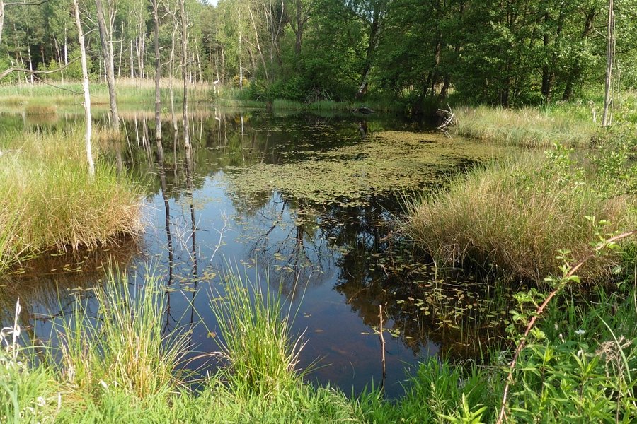 Naturschutzgebiet Königsbrücker Heide image
