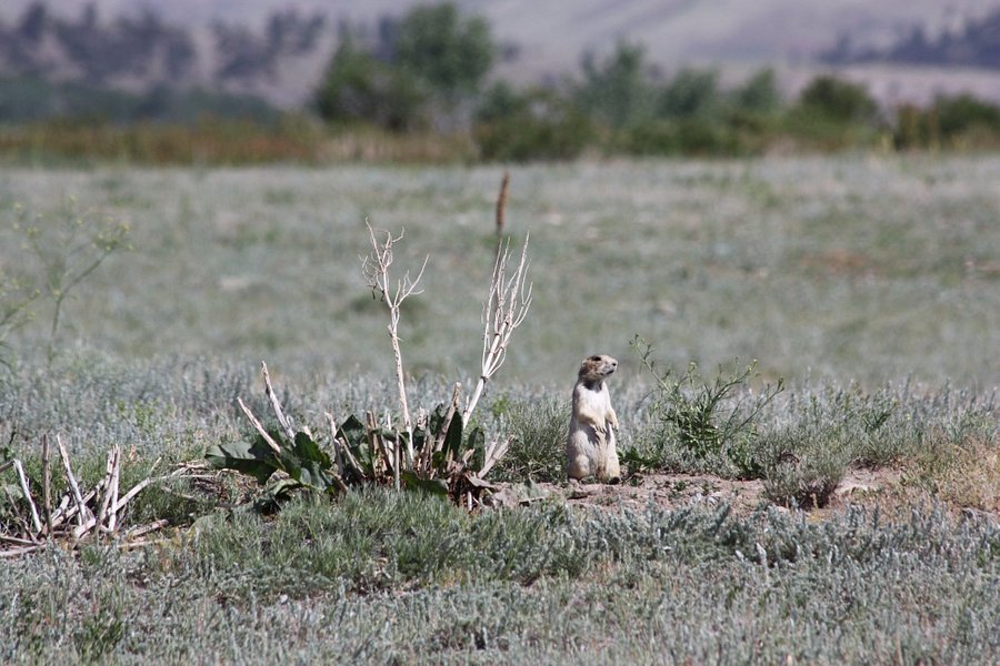 Greycliff Prairie Dog Town State Park image