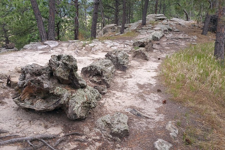 Petrified Forest of the Black Hills image