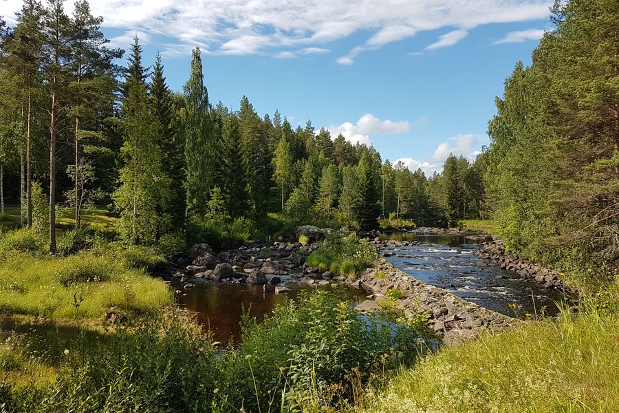 Wildlife Sweden-Camp Ängra image