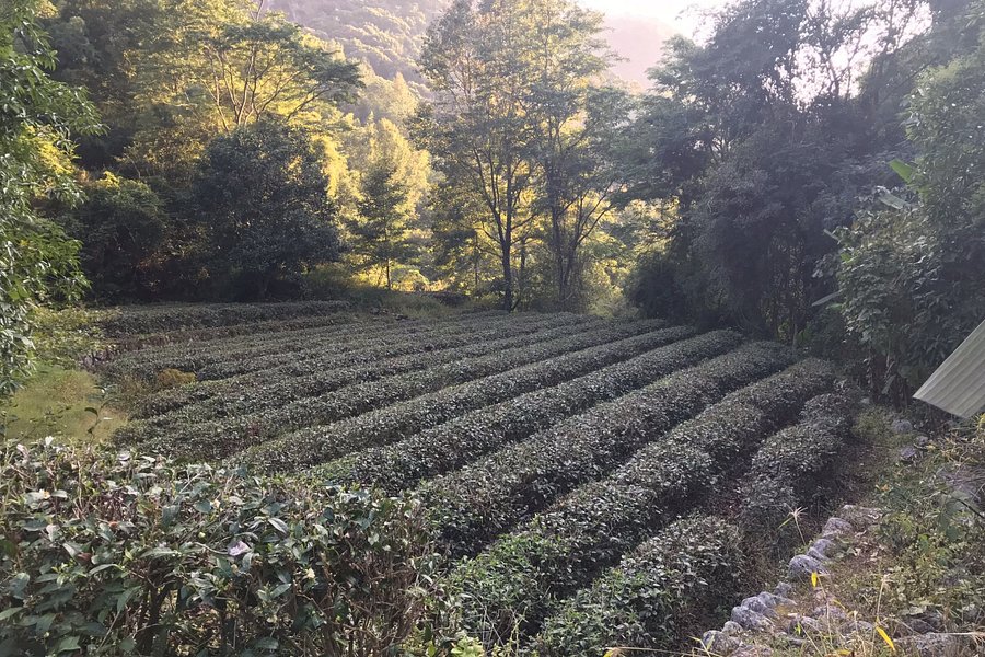 Huangfengwo Tea Mountain of Meizhou image