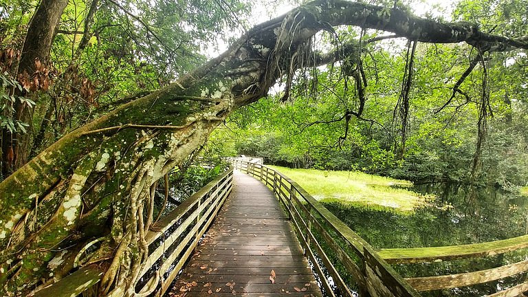 Corkscrew Swamp Sanctuary image