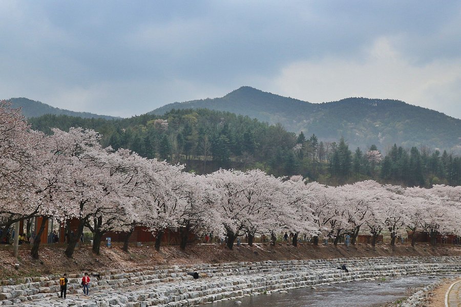 Suanbo Cherry Blossom Road image