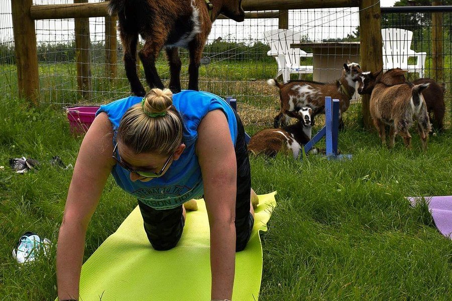 Cool Hollow Goat Yoga image