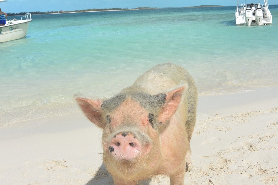 Pig Beach image