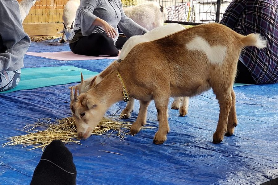 Goat Yoga at Nadeau Farm image