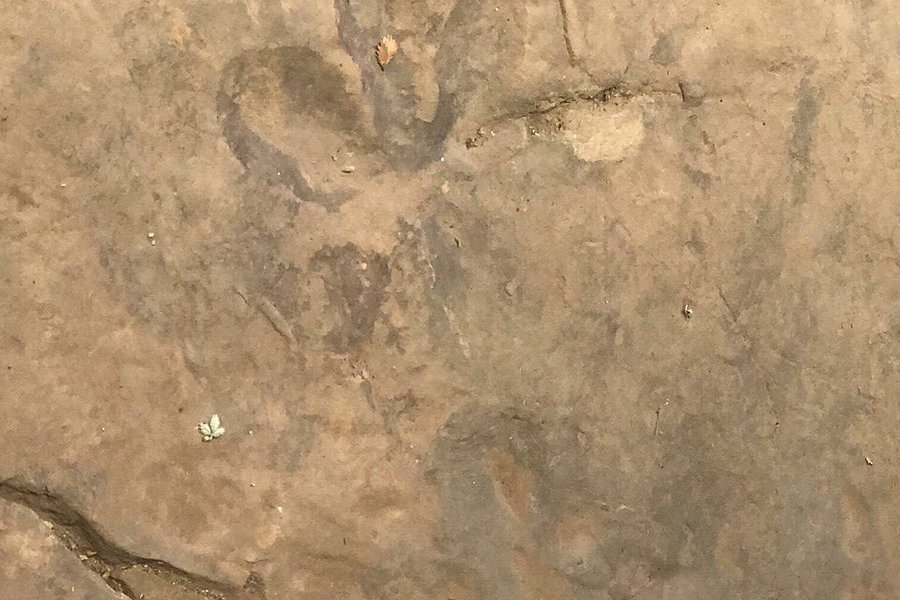 Dinosaur Footprints image