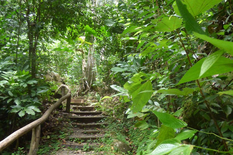 St. Lucia Rain Forest image