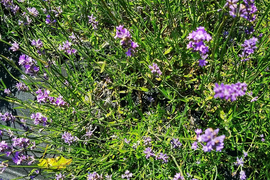 Lakeside Lavender and Herbs image