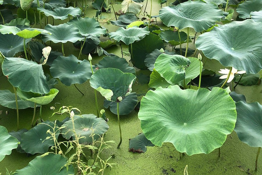 Siheung Lotus Flower Theme Park image