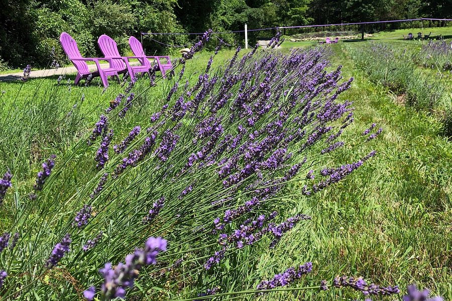 Sherborn Lavender image