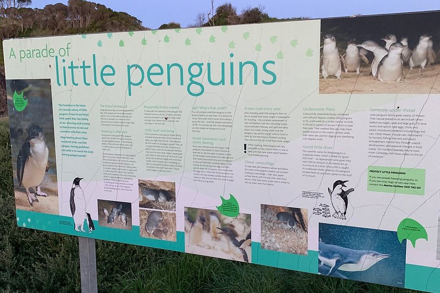 Wynyard Penguin Tours image