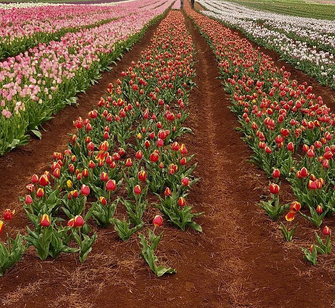 Table Cape Tulip Farm image