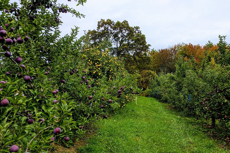 Apple Hill Farm image