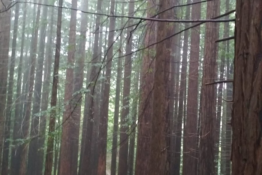 Redwood Forest image