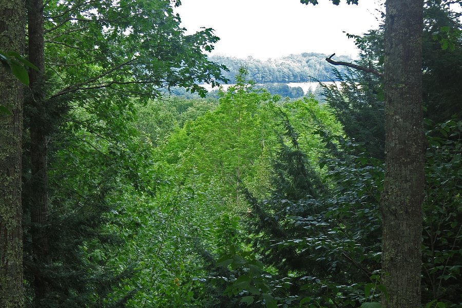North Falmouth Community Forest image