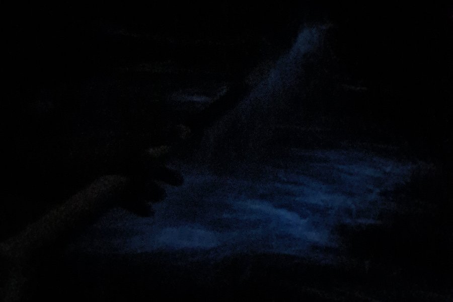 Eddy’s Bioluminescent Reserve image