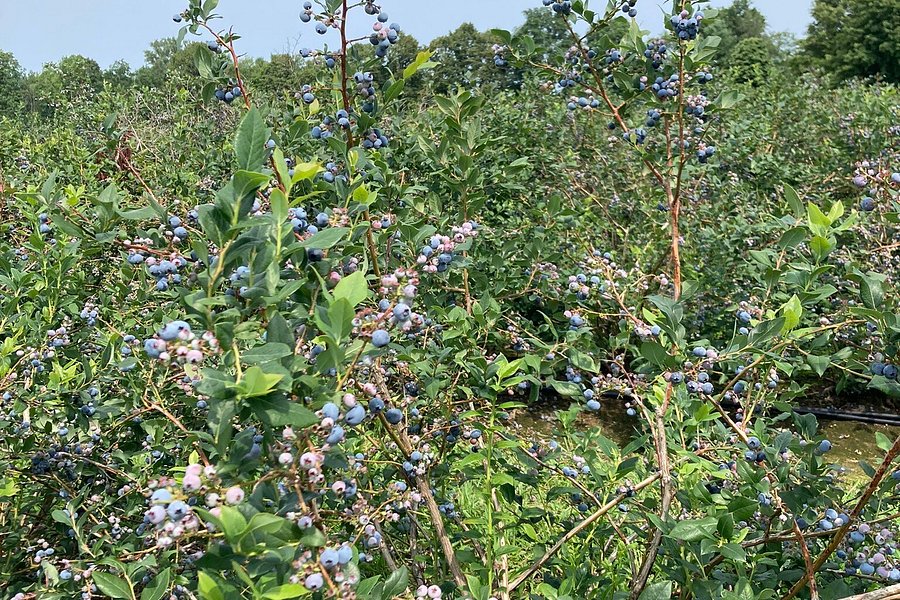 Pelkey's Blueberries image